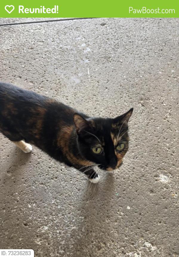 Reunited Female Cat last seen North Bedford, Macedonia, OH 44056