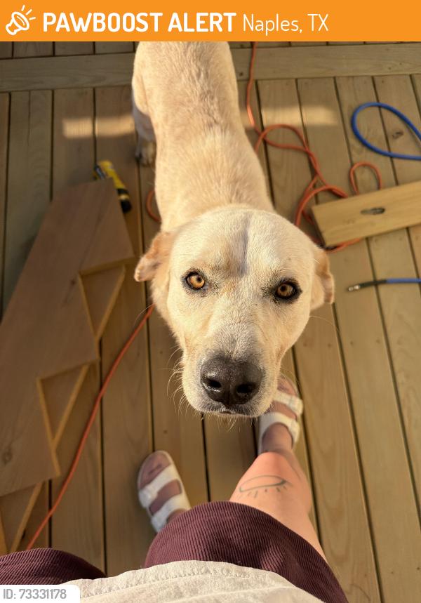 Found/Stray Male Dog last seen CR4302, Naples, TX 75568