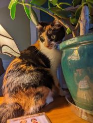 Lost Female Cat last seen Columbia and Lakewood, Chicago, IL 60626