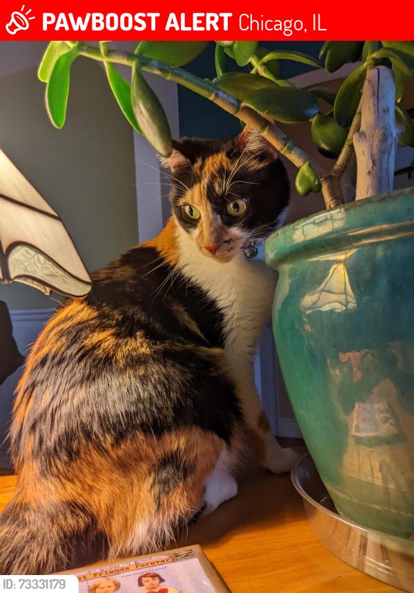 Lost Female Cat last seen Columbia and Lakewood, Chicago, IL 60626