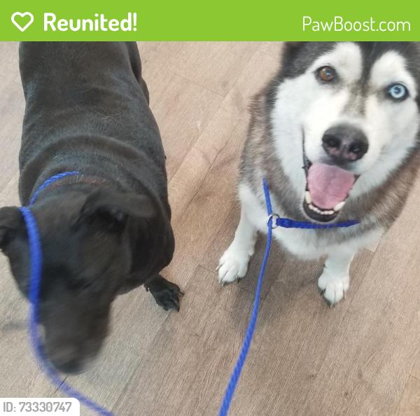 Reunited Male Dog last seen river city scuba, Columbus, GA 31909