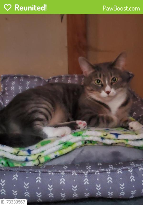 Reunited Female Cat last seen NE 159th St. / 3rd Ave NE Ridgecrest Shoreline, Shoreline, WA 98155