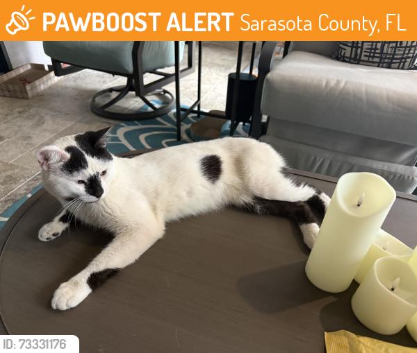 Found/Stray Male Cat last seen Cobblestone on Palmer Ranch. Macintosh and Sawyer Loop, Sarasota County, FL 34238