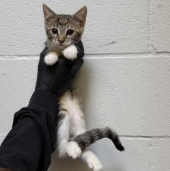 Shelter Stray Female Cat last seen Imperial Avenue, San Diego, CA, 92102, 5500 Gaines St, San Diego, CA 92110, USA