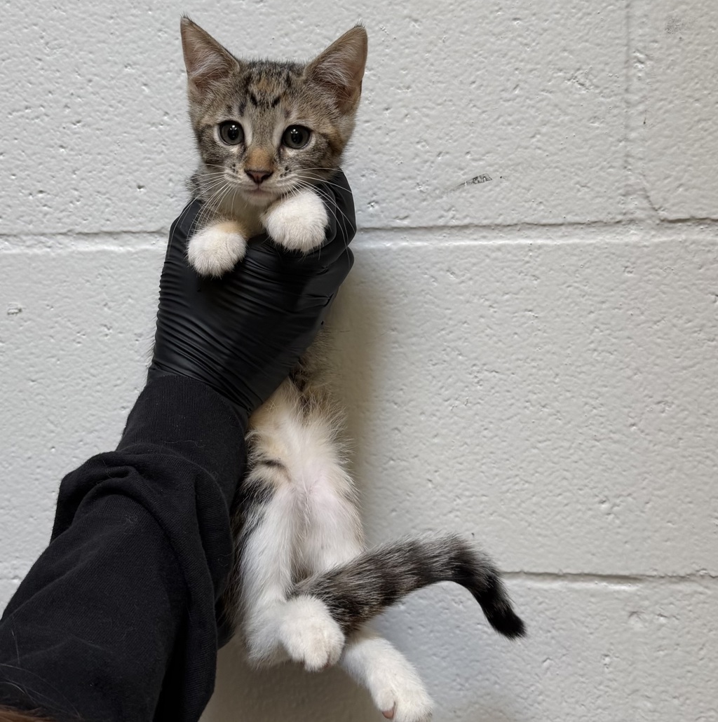 Shelter Stray Female Cat last seen Imperial Avenue, San Diego, CA, 92102, 5500 Gaines St, San Diego, CA 92110, USA