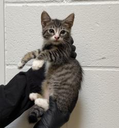 Shelter Stray Female Cat last seen Imperial Avenue, San Diego, CA, 92102, 5500 Gaines St, San Diego, CA 92110, USA