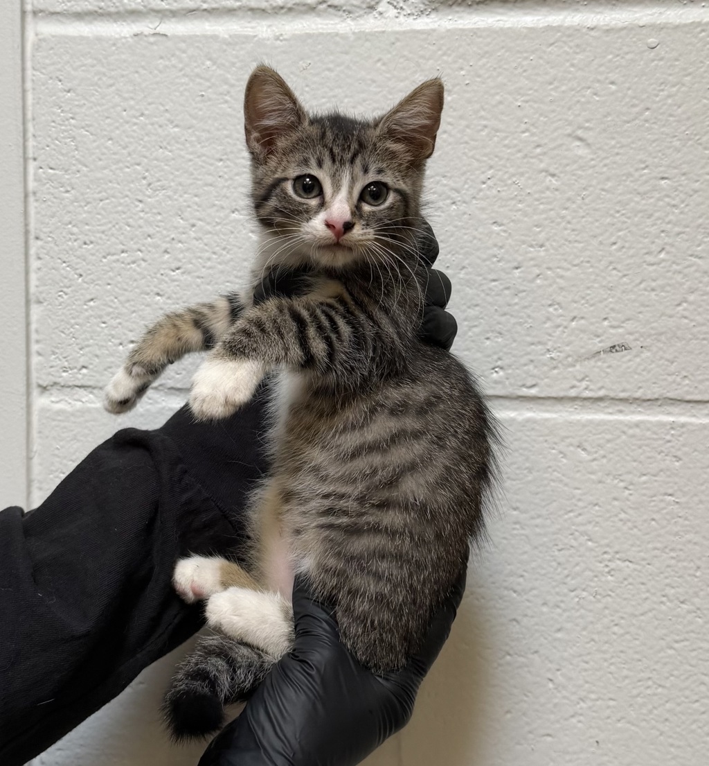 Shelter Stray Female Cat last seen Imperial Avenue, San Diego, CA, 92102, 5500 Gaines St, San Diego, CA 92110, USA
