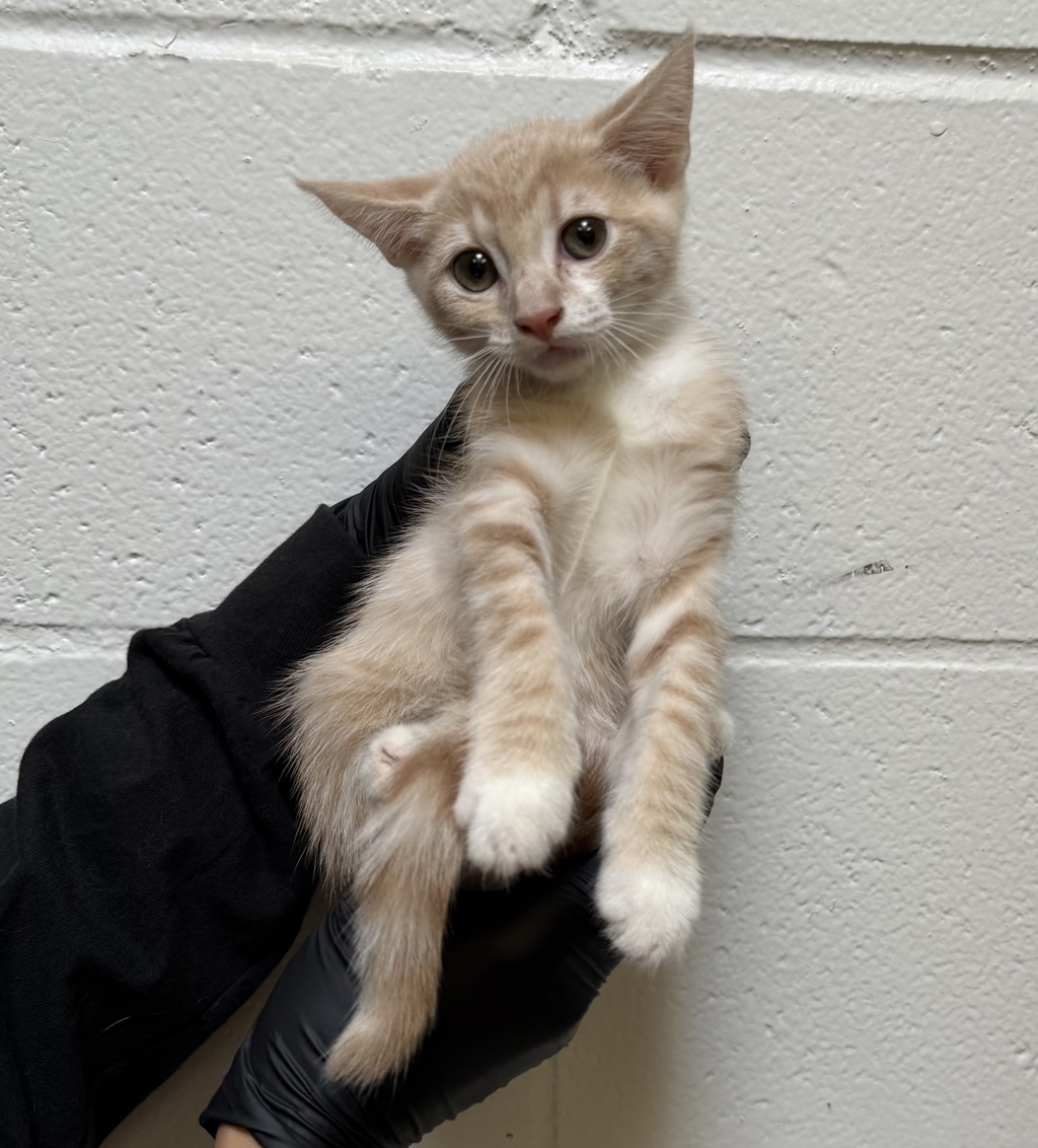 Shelter Stray Female Cat last seen Imperial Avenue, San Diego, CA, 92102, 5500 Gaines St, San Diego, CA 92110, USA