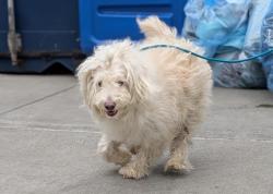 Shelter Stray Male Dog last seen Near Prospect Avenue, BRONX, NY, 10455, 326 E 110th St, New York, NY 10029, USA