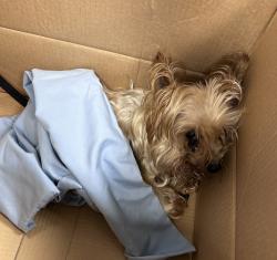 Shelter Stray Female Dog last seen Near Selwin Avenue, BRONX, NY, 10457, 326 E 110th St, New York, NY 10029, USA