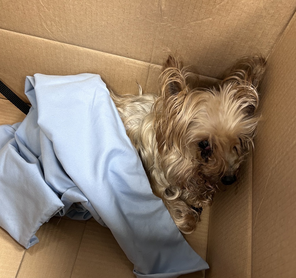 Shelter Stray Female Dog last seen Near Selwin Avenue, BRONX, NY, 10457, 326 E 110th St, New York, NY 10029, USA