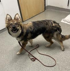 Shelter Stray Female Dog last seen Near W 8th Avenue, Escondido, CA, 92025, Escondido, CA 92027, USA