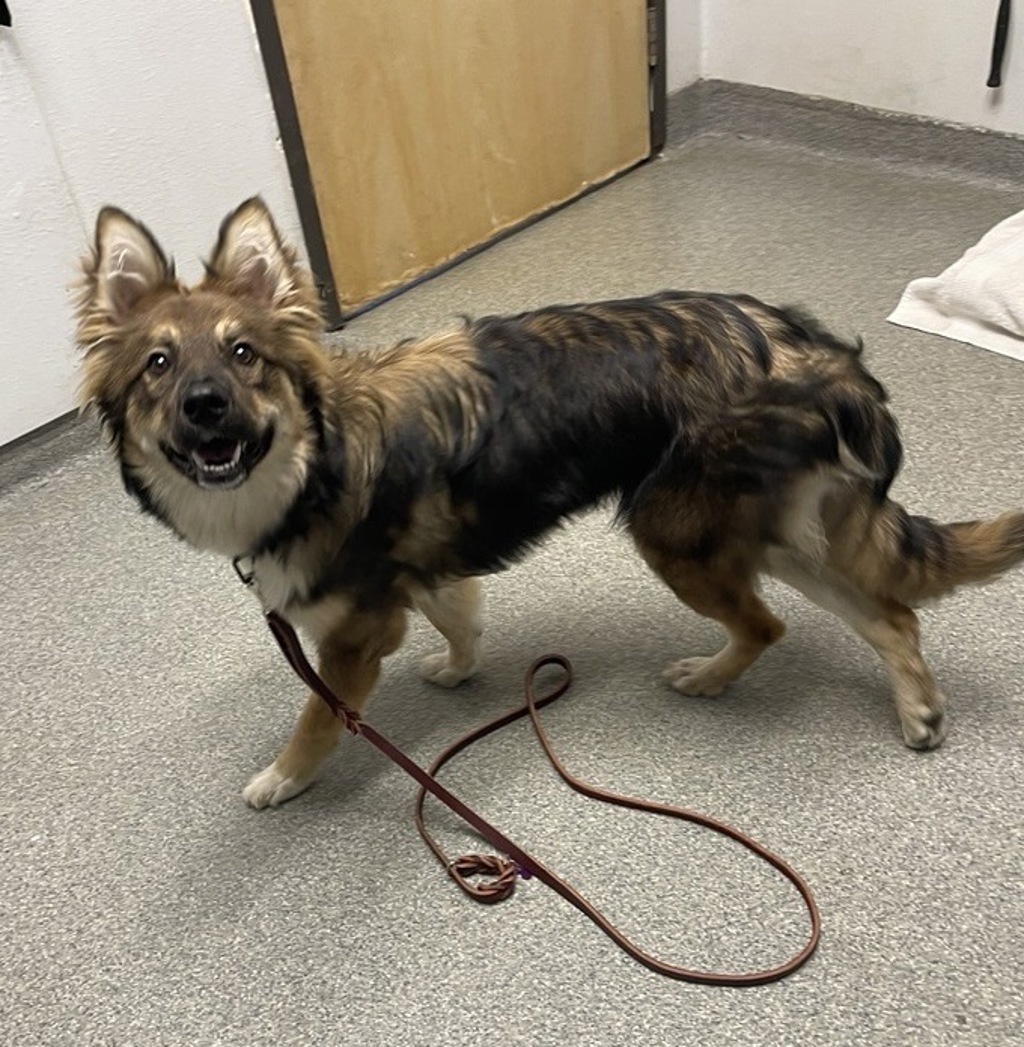 Shelter Stray Female Dog last seen Near W 8th Avenue, Escondido, CA, 92025, Escondido, CA 92027, USA
