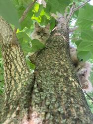 Found/Stray Unknown Cat last seen Cooper Foster Park Rd, Amherst, OH 44001
