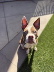 Shelter Stray Female Dog last seen In neighborhood Rolando area, San Diego, CA, 92115, 5500 Gaines St, San Diego, CA 92110, USA