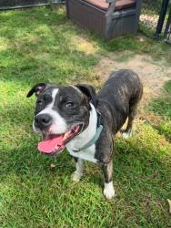 Shelter Stray Male Dog last seen Near Belle Grove Road, BROOKLYN, MD, 21225, 411 Maxwell Frye Rd, Millersville, MD 21108, USA