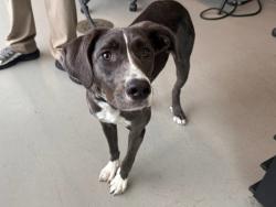 Shelter Stray Female Dog last seen Near Castleton Avenue, STATEN ISLAND, NY, 10310, 3139 Veterans Rd W, Staten Island, NY 10309, USA