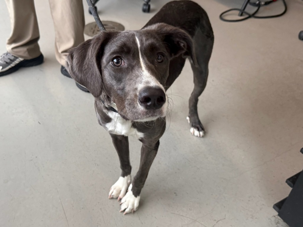 Shelter Stray Female Dog last seen Near Castleton Avenue, STATEN ISLAND, NY, 10310, 3139 Veterans Rd W, Staten Island, NY 10309, USA