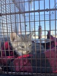 Shelter Stray Male Cat last seen Near Farm To Market Road 812, AUSTIN, TX, 78719, 7201 Levander Loop bldg a, Austin, TX 78702, USA