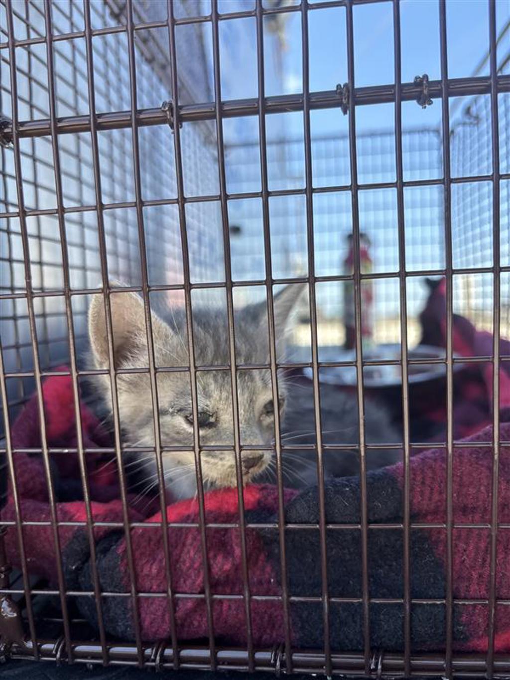 Shelter Stray Male Cat last seen Near Farm To Market Road 812, AUSTIN, TX, 78719, 7201 Levander Loop bldg a, Austin, TX 78702, USA