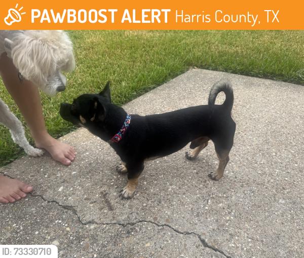 Found/Stray Male Dog last seen Raintree village Dr, Harris County, TX 77449