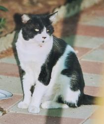 Lost Male Cat last seen 85th. St and Underwood Ave., California City, CA 93505