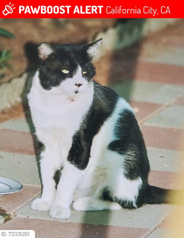 Lost Male Cat last seen 85th. St and Underwood Ave., California City, CA 93505