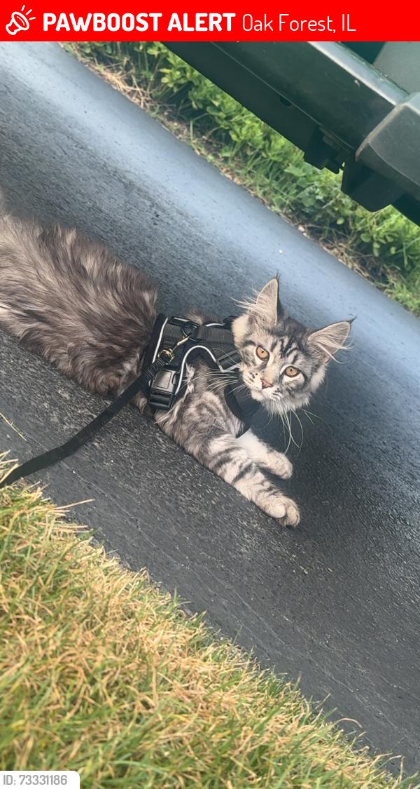 Lost Female Cat last seen Hawthorne and Laramie, Oak Forest, IL 60452