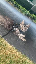 Lost Female Cat last seen Hawthorne and Laramie, Oak Forest, IL 60452