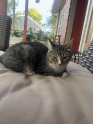 Found/Stray Unknown Cat last seen 120th and colorado, Thornton, CO 80233