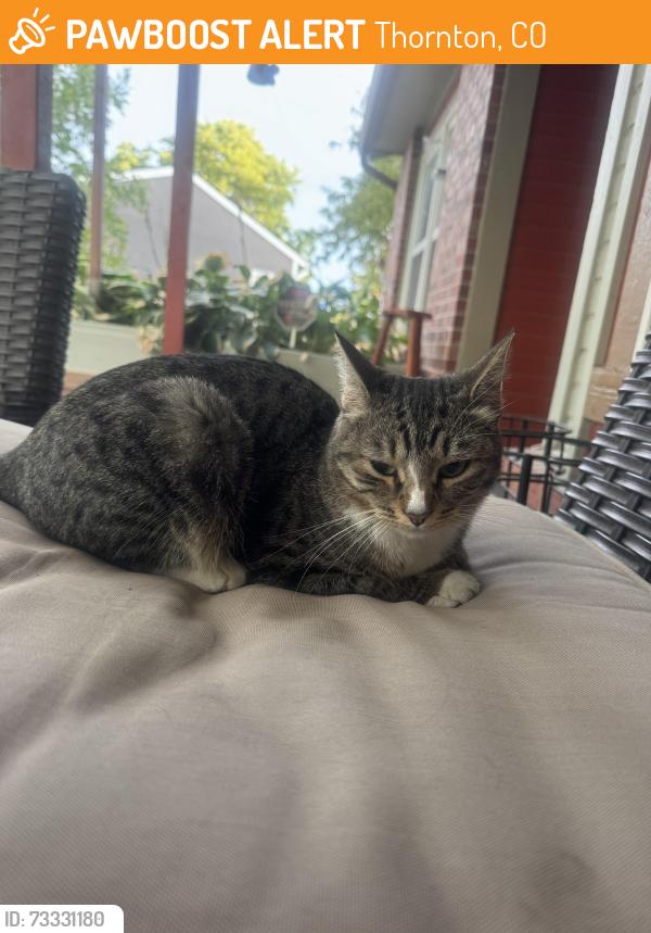 Found/Stray Unknown Cat last seen 120th and colorado, Thornton, CO 80233