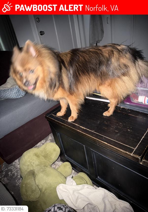Lost Male Dog last seen Barkwood Dr, Norfolk, VA 23518