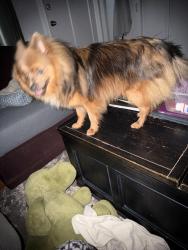 Lost Male Dog last seen Barkwood Dr, Norfolk, VA 23518