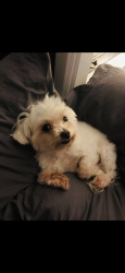Lost Female Dog last seen Old bethel rd- near highway 341, Chickamauga, GA 30707