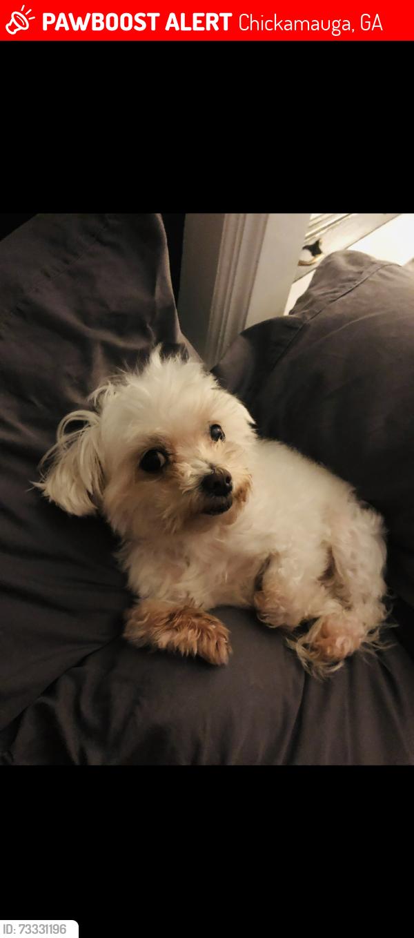 Lost Female Dog last seen Old bethel rd- near highway 341, Chickamauga, GA 30707
