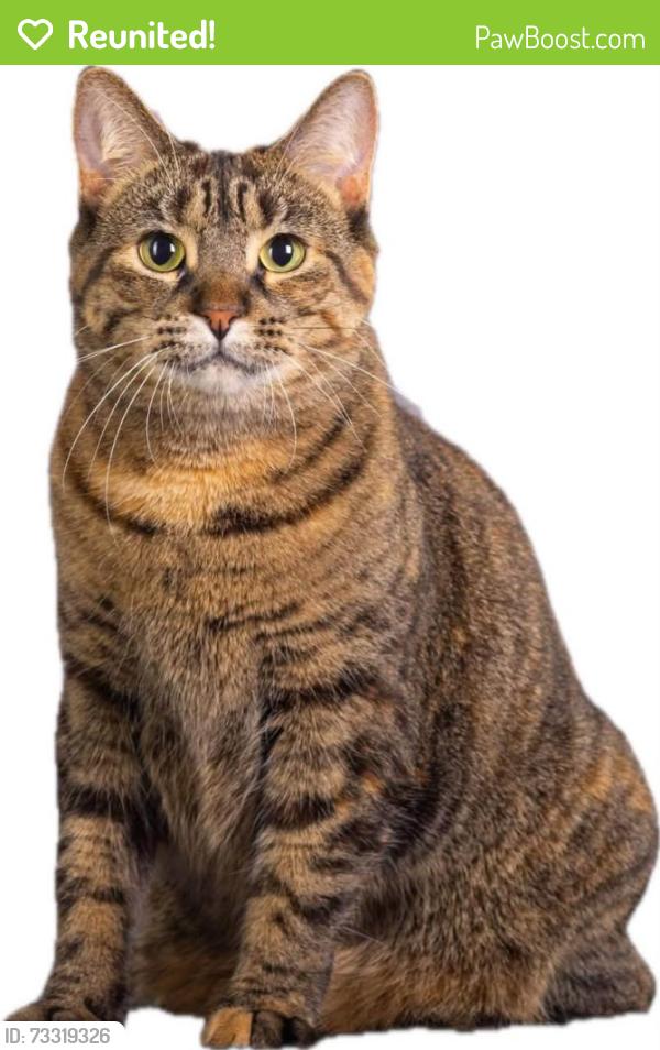 Reunited Female Cat last seen best buy smart crnter, Cambridge, ON N1R 8K5
