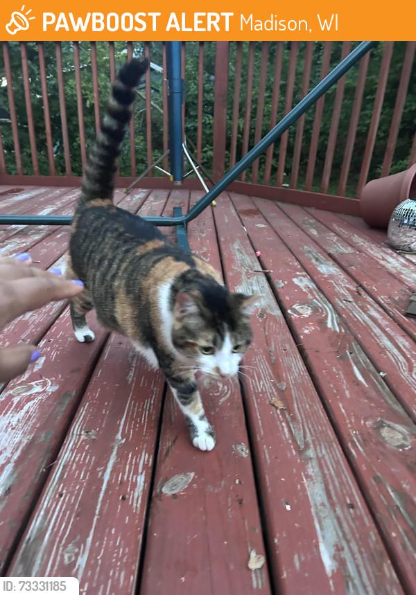 Found/Stray Female Cat last seen Elver Park Raymond and Frisch, Madison, WI 53711