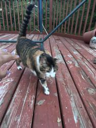 Found/Stray Female Cat last seen Elver Park Raymond and Frisch, Madison, WI 53711