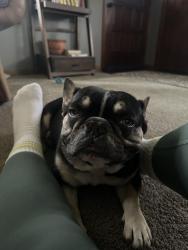 Reunited Male Dog last seen Hadley Ave s, Cottage Grove, MN 55016