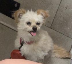 Reunited Female Dog last seen Boulder ranch neighborhood, Whitney, NV 89122