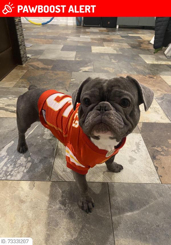 Lost Male Dog last seen Lake St. Louis, Lake Saint Louis, MO 63367