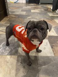 Lost Male Dog last seen Lake St. Louis, Lake Saint Louis, MO 63367