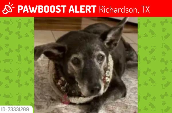 Lost Male Dog last seen Coit/Campbell. Behind Whataburger, Richardson, TX 75080