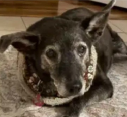 Lost Male Dog last seen Coit/Campbell. Behind Whataburger, Richardson, TX 75080
