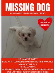 Lost Male Dog last seen Jordan Ranch 77423 , last seen Elm Ridge ln, Fulshear, TX 77423