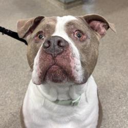 Shelter Stray Male Dog last seen , 8464 Beach Blvd, Jacksonville, FL 32216, USA