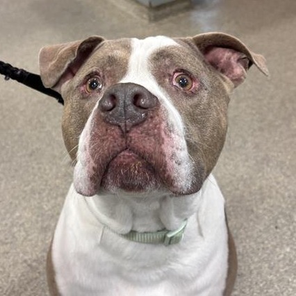 Shelter Stray Male Dog last seen , 8464 Beach Blvd, Jacksonville, FL 32216, USA