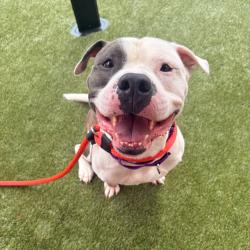 Shelter Stray Male Dog last seen , Animal Care & Control Team of Philly, 111 W Hunting Park Ave, Philadelphia, PA 19140, USA