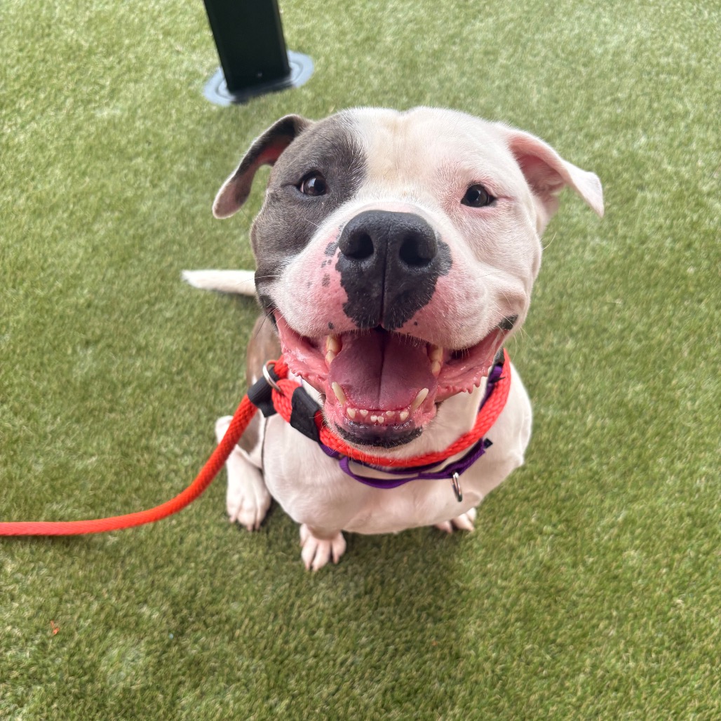Shelter Stray Male Dog last seen , Animal Care & Control Team of Philly, 111 W Hunting Park Ave, Philadelphia, PA 19140, USA