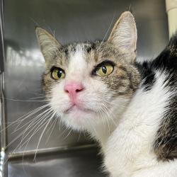 Shelter Stray Male Cat last seen , 4575 E Mesquite Ave, Palm Springs, CA 92264, USA